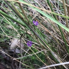 Thysanotus patersonii at Farrer, ACT - 22 Oct 2022 01:45 PM