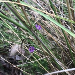 Thysanotus patersonii at Farrer, ACT - 22 Oct 2022