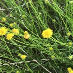 Calotis lappulacea (Yellow Burr Daisy) at Farrer Ridge - 22 Oct 2022 by Tapirlord