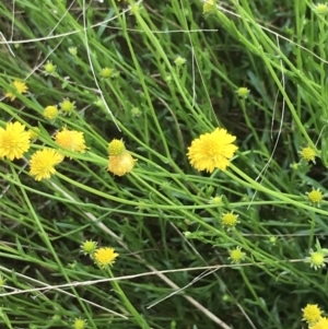 Calotis lappulacea at Farrer, ACT - 22 Oct 2022