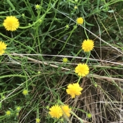 Calotis lappulacea at Farrer, ACT - 22 Oct 2022