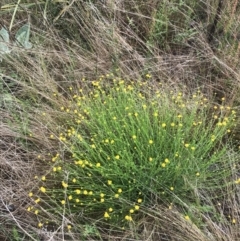 Calotis lappulacea at Farrer, ACT - 22 Oct 2022