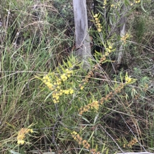 Acacia lanigera var. lanigera at Farrer, ACT - 22 Oct 2022