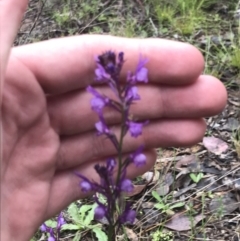 Linaria pelisseriana (Pelisser's Toadflax) at Farrer, ACT - 22 Oct 2022 by Tapirlord