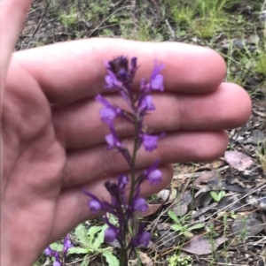 Linaria pelisseriana at Farrer, ACT - 22 Oct 2022