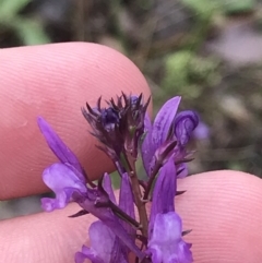 Linaria pelisseriana at Farrer, ACT - 22 Oct 2022