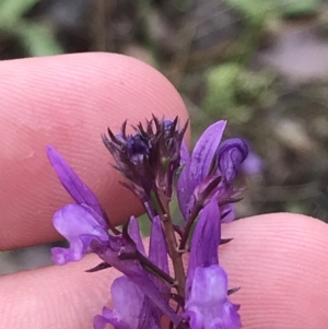 Linaria pelisseriana at Farrer, ACT - 22 Oct 2022