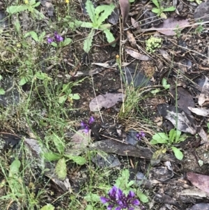 Linaria pelisseriana at Farrer, ACT - 22 Oct 2022