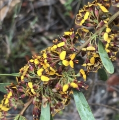 Daviesia mimosoides subsp. mimosoides at Farrer, ACT - 22 Oct 2022 by Tapirlord