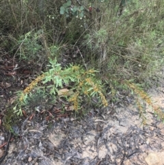 Daviesia mimosoides subsp. mimosoides at Farrer, ACT - 22 Oct 2022