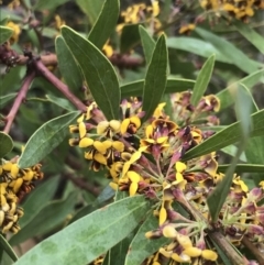 Daviesia mimosoides subsp. mimosoides at Farrer, ACT - 22 Oct 2022