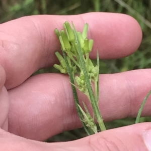 Senecio prenanthoides at Farrer, ACT - 22 Oct 2022