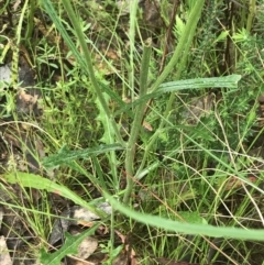 Senecio prenanthoides at Farrer, ACT - 22 Oct 2022 01:29 PM