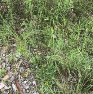 Senecio prenanthoides at Farrer, ACT - 22 Oct 2022