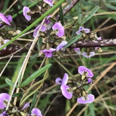 Glycine clandestina (Twining Glycine) at Farrer, ACT - 22 Oct 2022 by Tapirlord