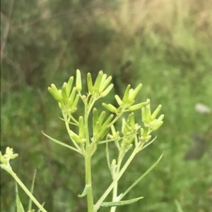 Senecio quadridentatus at Farrer, ACT - 22 Oct 2022