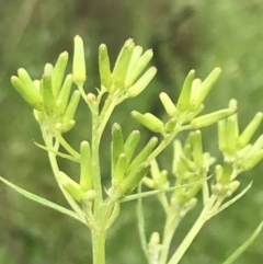 Senecio quadridentatus at Farrer, ACT - 22 Oct 2022