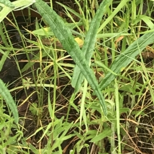 Senecio quadridentatus at Farrer, ACT - 22 Oct 2022