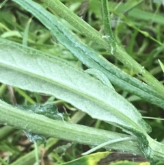 Senecio quadridentatus at Farrer, ACT - 22 Oct 2022