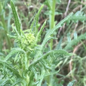 Senecio bathurstianus at Farrer, ACT - 22 Oct 2022