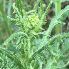 Senecio bathurstianus at Farrer, ACT - 22 Oct 2022