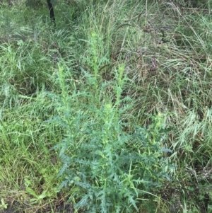 Senecio bathurstianus at Farrer, ACT - 22 Oct 2022