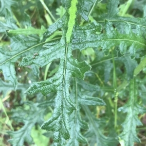 Senecio bathurstianus at Farrer, ACT - 22 Oct 2022