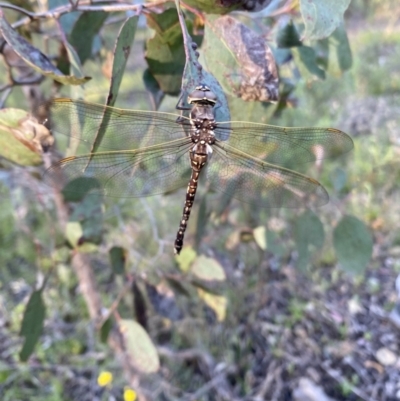 Adversaeschna brevistyla (Blue-spotted Hawker) at Wamboin, NSW - 14 Nov 2022 by natureguy