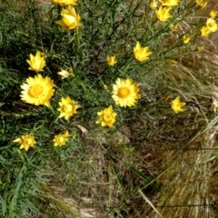 Xerochrysum viscosum at Queanbeyan West, NSW - 22 Nov 2022 07:22 AM