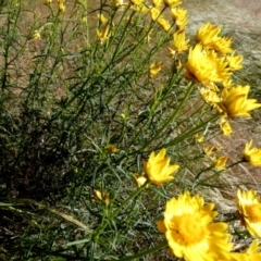 Xerochrysum viscosum at Queanbeyan West, NSW - 22 Nov 2022 07:22 AM