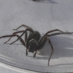 Badumna (genus) (Lattice-web spider) at Queanbeyan, NSW - 24 Nov 2022 by Paul4K