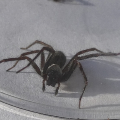Badumna (genus) (Lattice-web spider) at Queanbeyan, NSW - 24 Nov 2022 by Paul4K