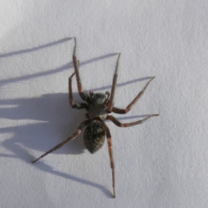 Badumna sp. (genus) at Queanbeyan, NSW - 24 Nov 2022