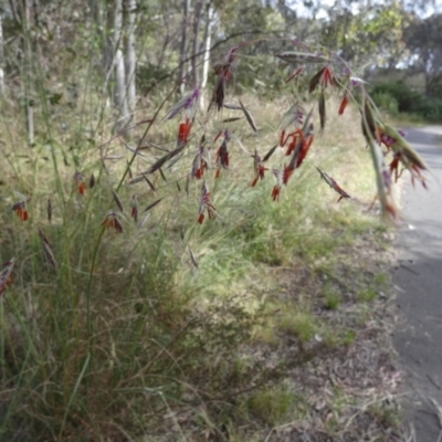 Rytidosperma pallidum (Red-anther Wallaby Grass) at Queanbeyan West, NSW - 24 Nov 2022 by Paul4K