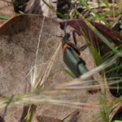 Chauliognathus lugubris (Plague Soldier Beetle) at Queanbeyan West, NSW - 24 Nov 2022 by Paul4K