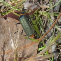 Chauliognathus lugubris at Queanbeyan West, NSW - 25 Nov 2022 07:30 AM