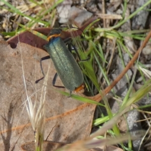 Chauliognathus lugubris at Queanbeyan West, NSW - 25 Nov 2022 07:30 AM