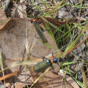 Chauliognathus lugubris at Queanbeyan West, NSW - 25 Nov 2022 07:30 AM