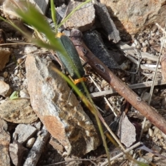 Chauliognathus lugubris at Queanbeyan West, NSW - 25 Nov 2022 07:30 AM