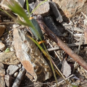 Chauliognathus lugubris at Queanbeyan West, NSW - 25 Nov 2022 07:30 AM