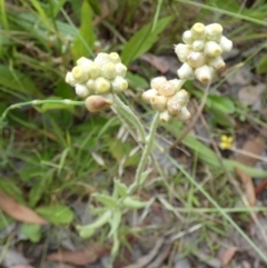 Pseudognaphalium luteoalbum (Jersey Cudweed) at Queanbeyan West, NSW - 24 Nov 2022 by Paul4K