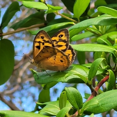 Heteronympha merope (Common Brown Butterfly) at Mount White, NSW - 25 Nov 2022 by trevorpreston