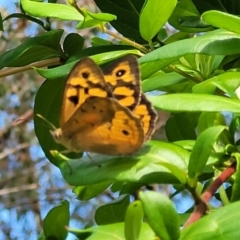 Heteronympha merope at Mount White, NSW - 25 Nov 2022