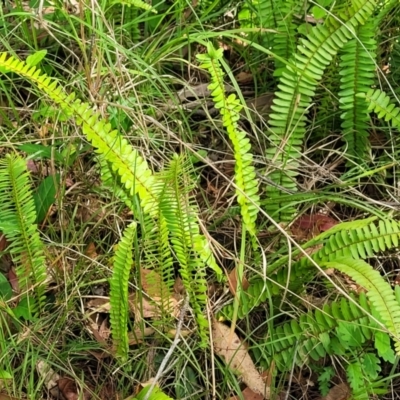 Nephrolepis cordifolia (Fishbone Fern) at Mount White, NSW - 25 Nov 2022 by trevorpreston