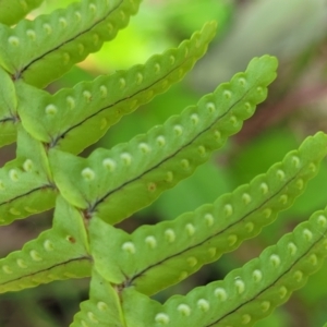 Nephrolepis cordifolia at Mount White, NSW - 25 Nov 2022