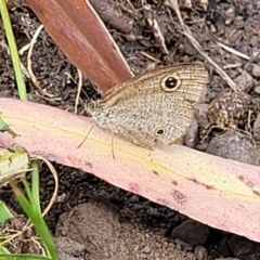 Ypthima arctous (Dusky Knight) at Mount White, NSW - 24 Nov 2022 by trevorpreston