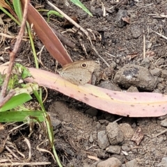 Ypthima arctous at Mount White, NSW - 25 Nov 2022