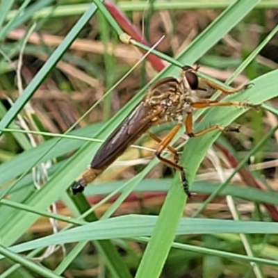 Unidentified Robber fly (Asilidae) at Mount White, NSW - 24 Nov 2022 by trevorpreston