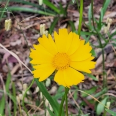 Coreopsis lanceolata (Lance-leaf Coreopsis) at Mount White, NSW - 25 Nov 2022 by trevorpreston