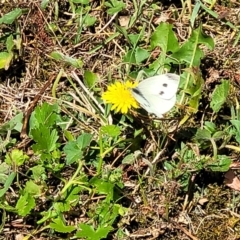 Pieris rapae (Cabbage White) at Mount White, NSW - 25 Nov 2022 by trevorpreston